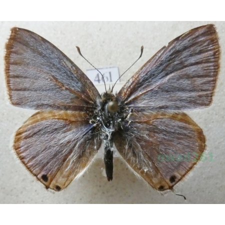 Lampides boeticus (Linnaeus, 1767) Modrogończyk białopręgi Croatia46l